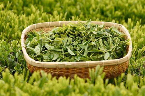 想做評茶師？那你應該來石家莊聞達職業(yè)技能培訓學校學學了